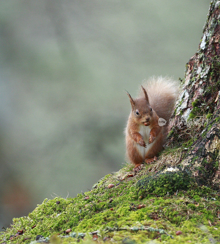 欧亚红松鼠(Sciurus vulgaris)